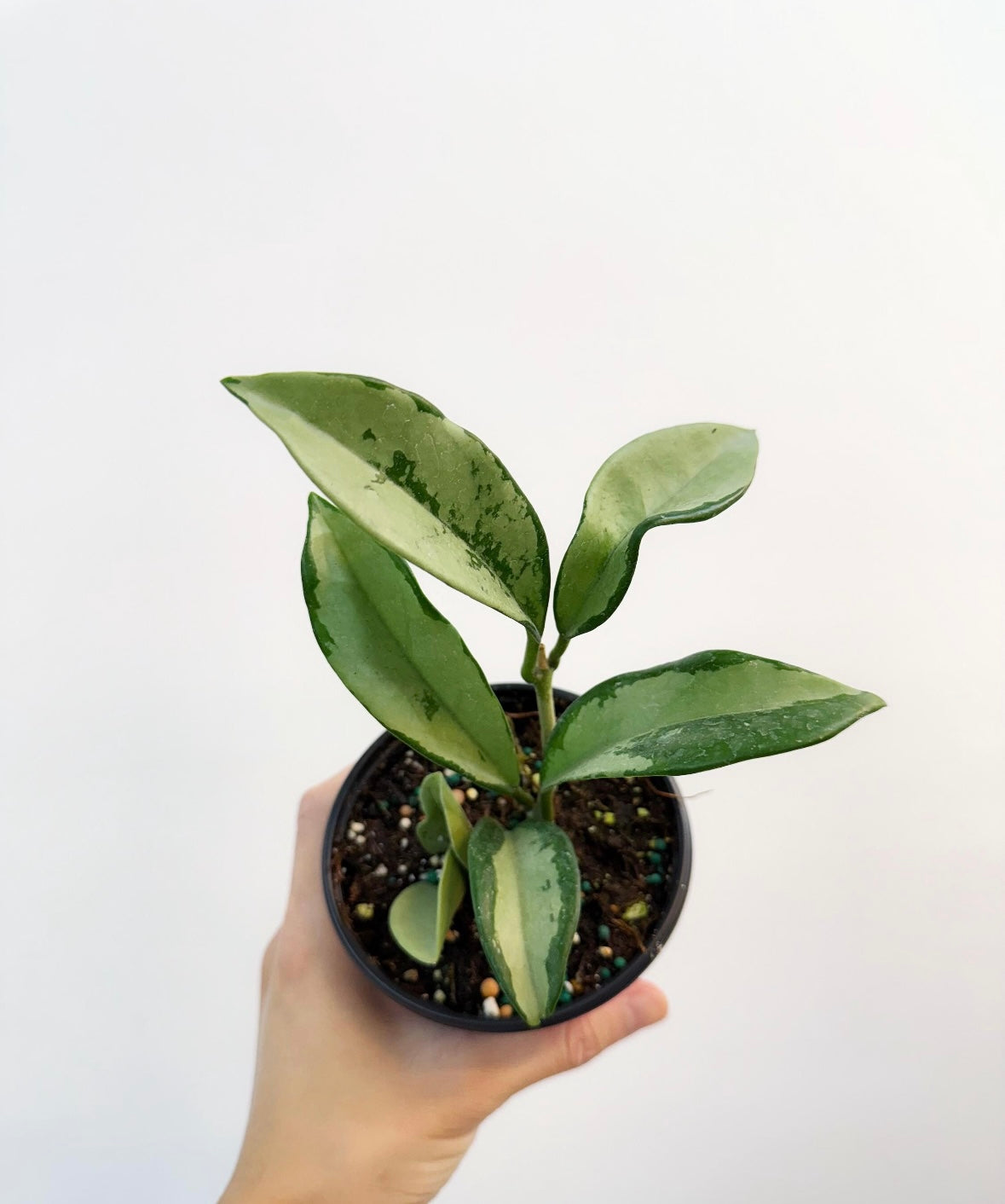 Hoya Silver Moon “4