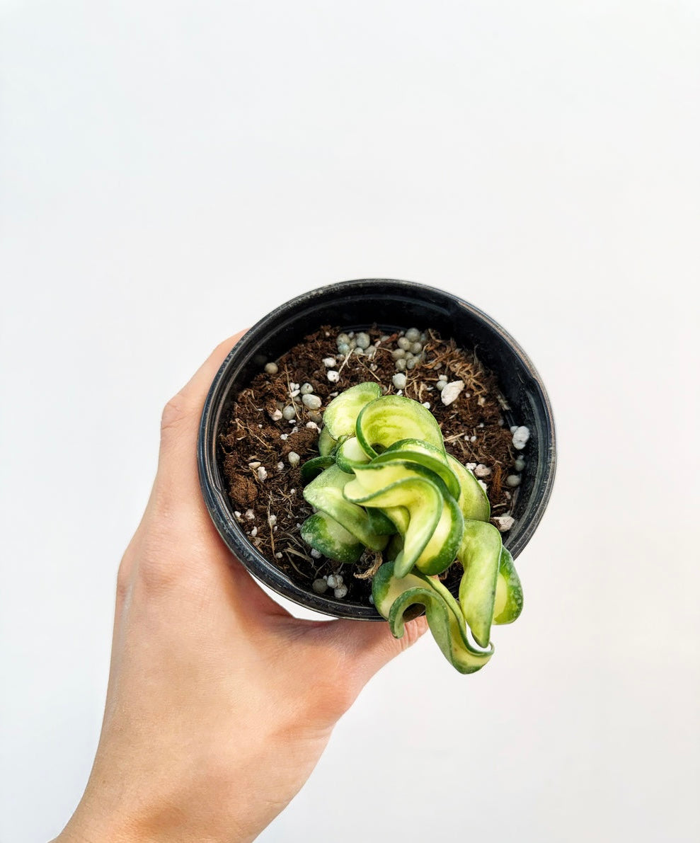 Hoya compacta Mauna Loa Variegado interior “4