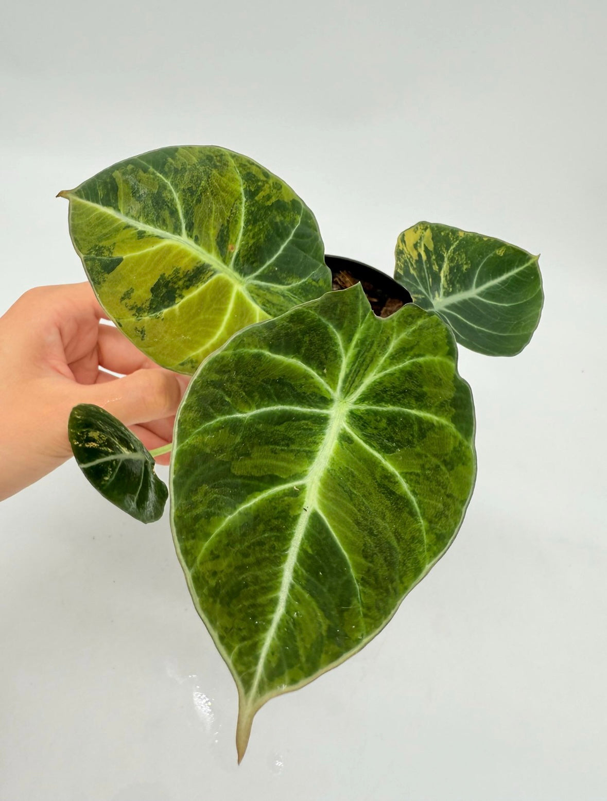 Alocasia Black Velvet Golden "4