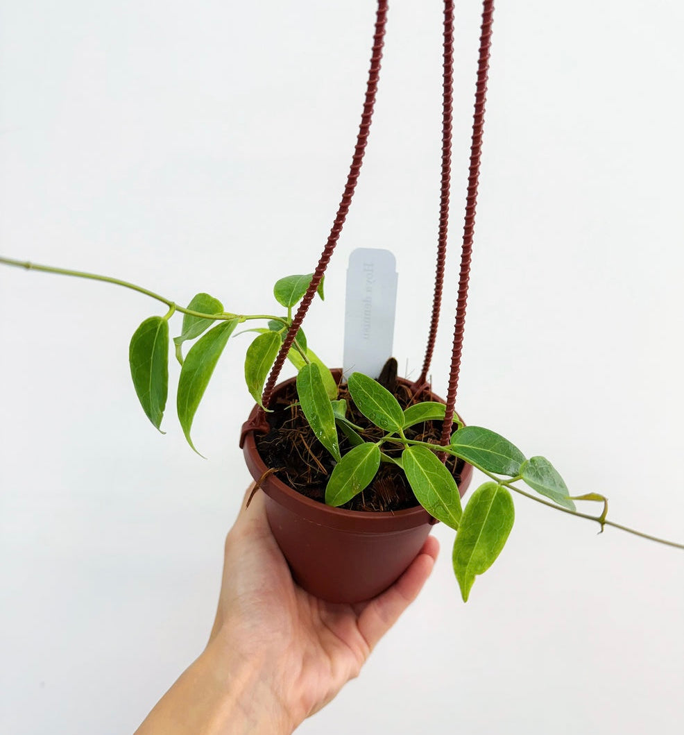 Hoya Dennisii “4