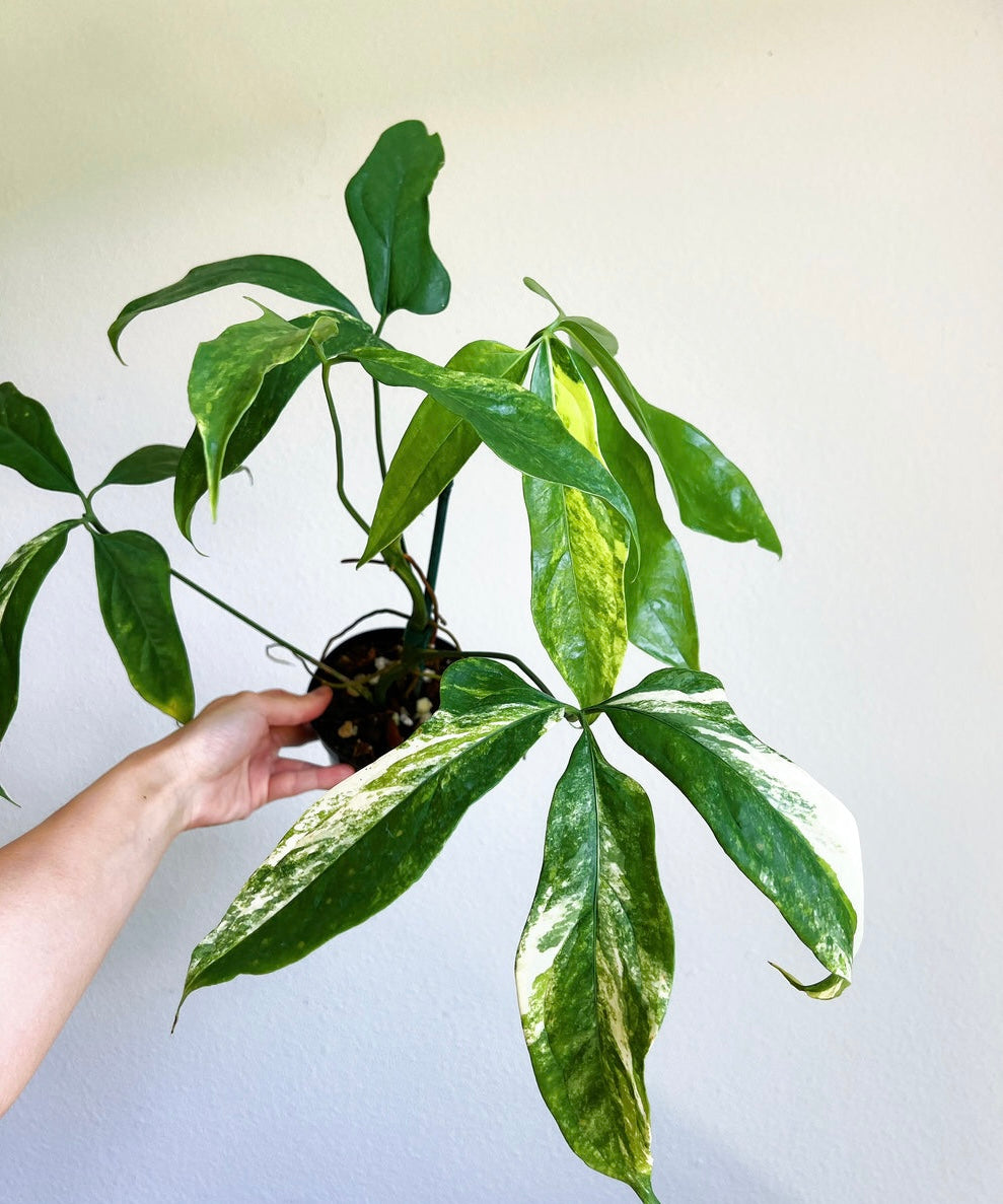 Anthurium Clavigerum Variegated 4”