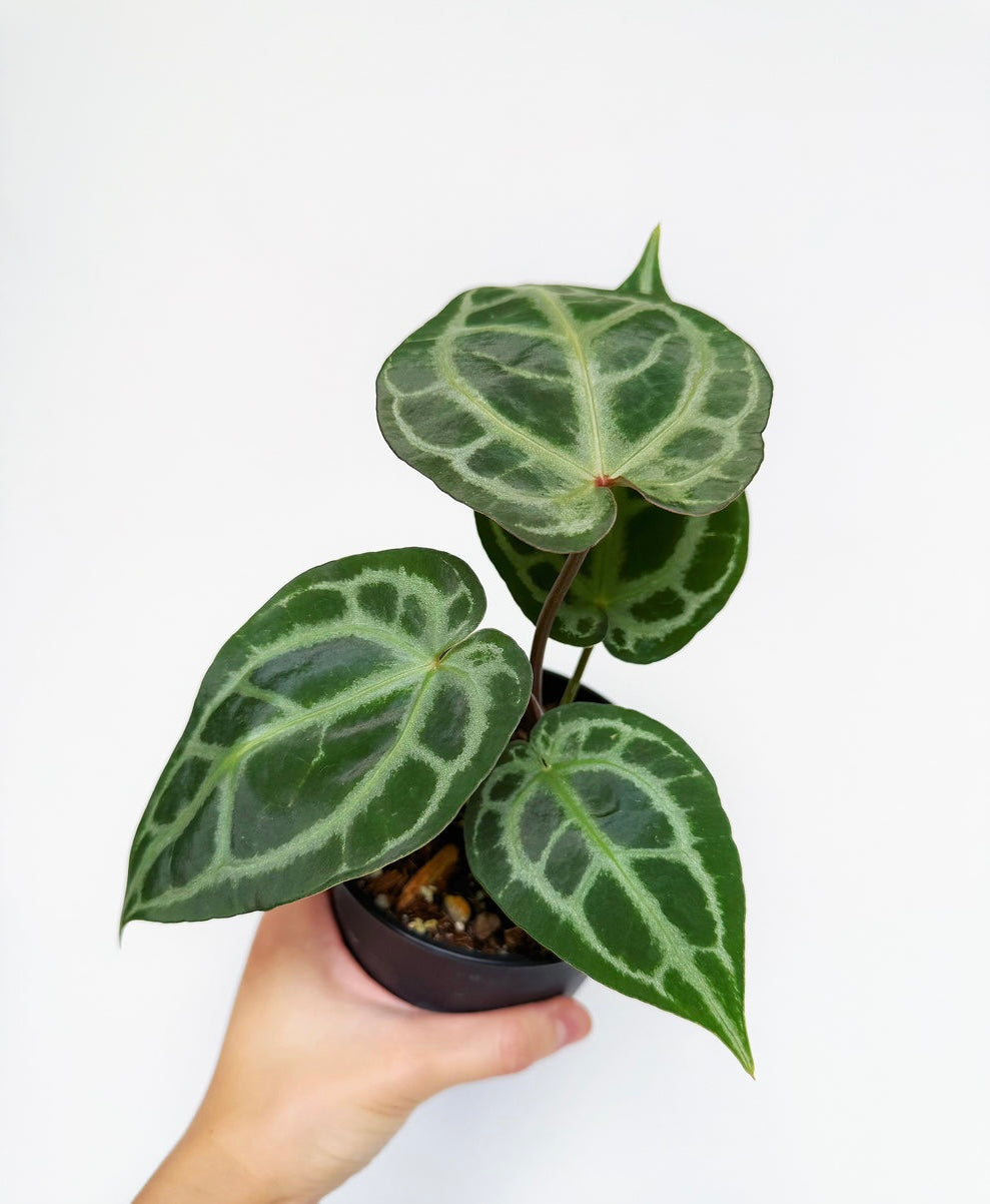 Anthurium Angela x black Widow “4