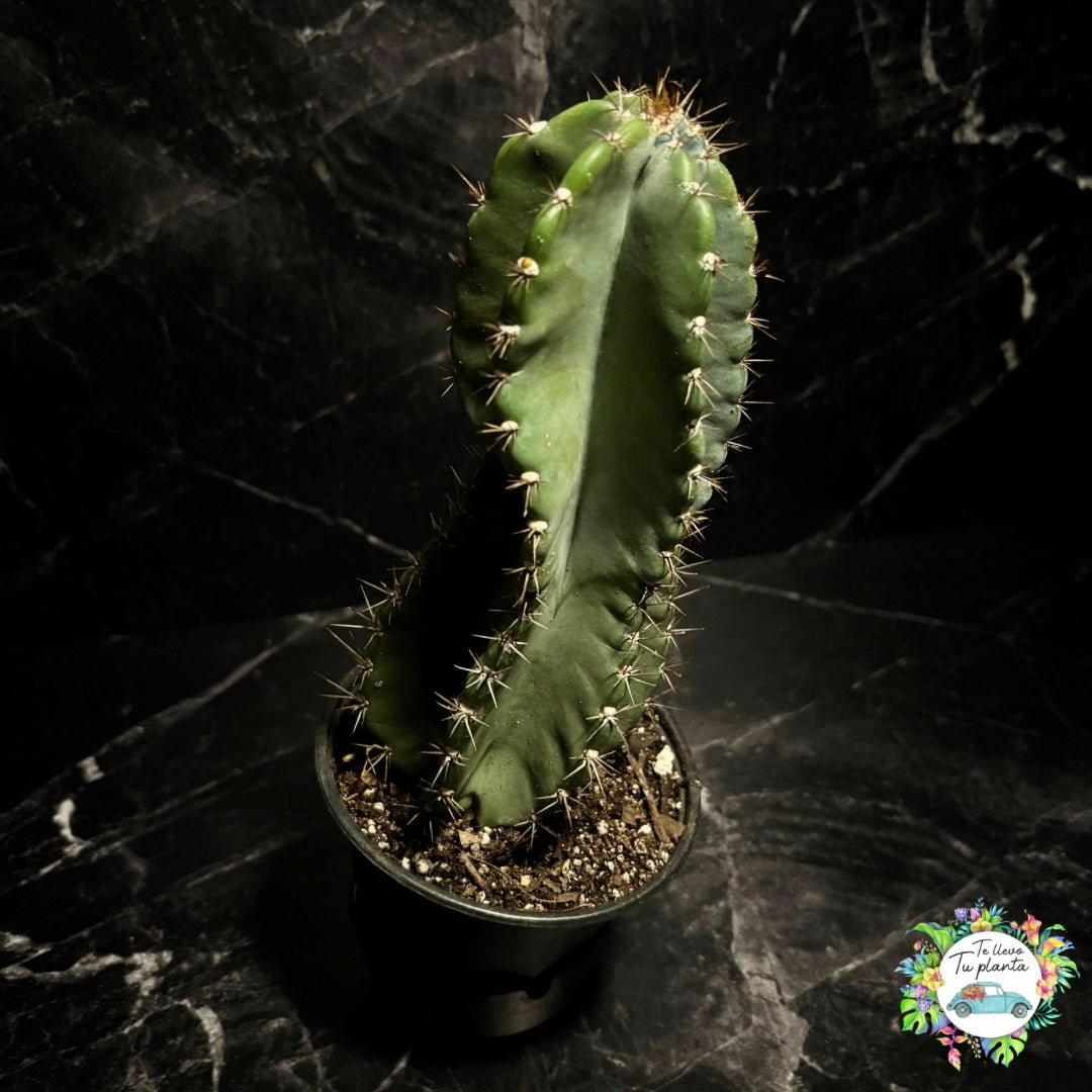 Cereus Jamacaru “5