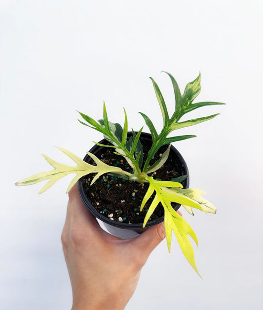 Philodendron Tortum Variegado “4