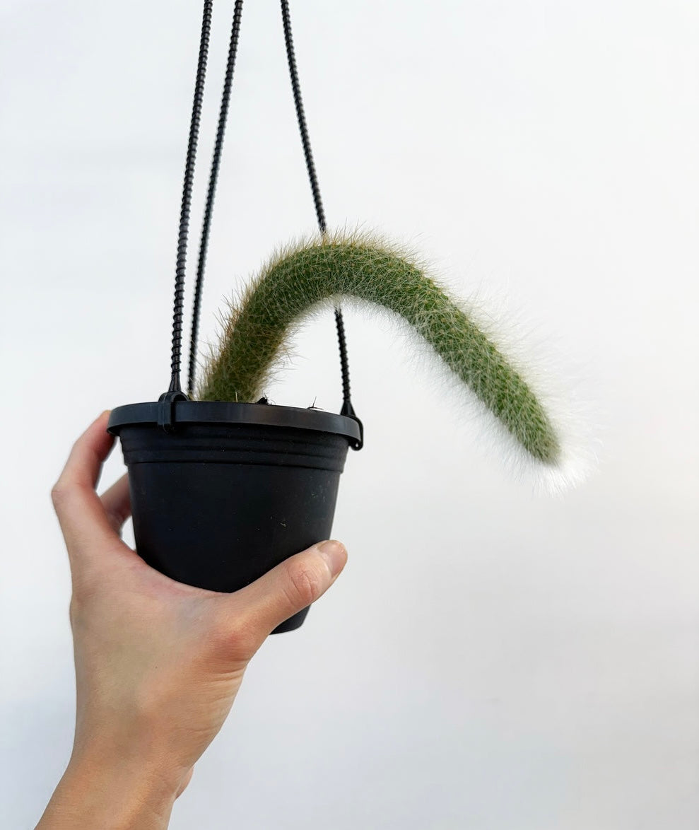 Cactus monkey tail “4