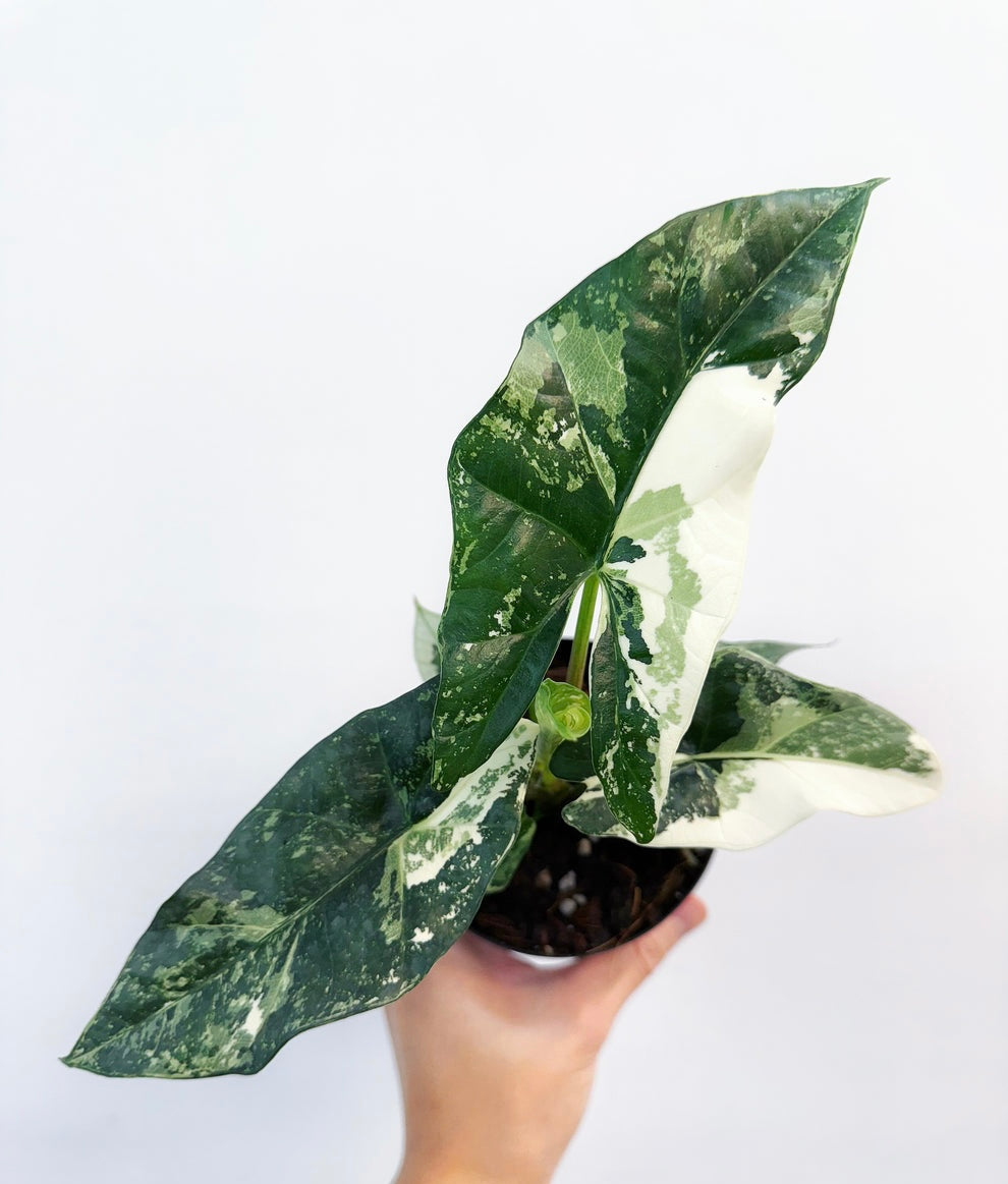 Alocasia Simpo Albo “4
