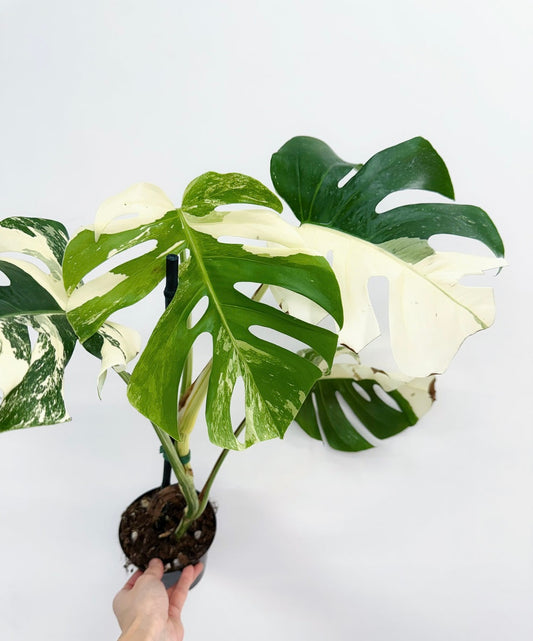 Monstera Borsigiana Albo "6