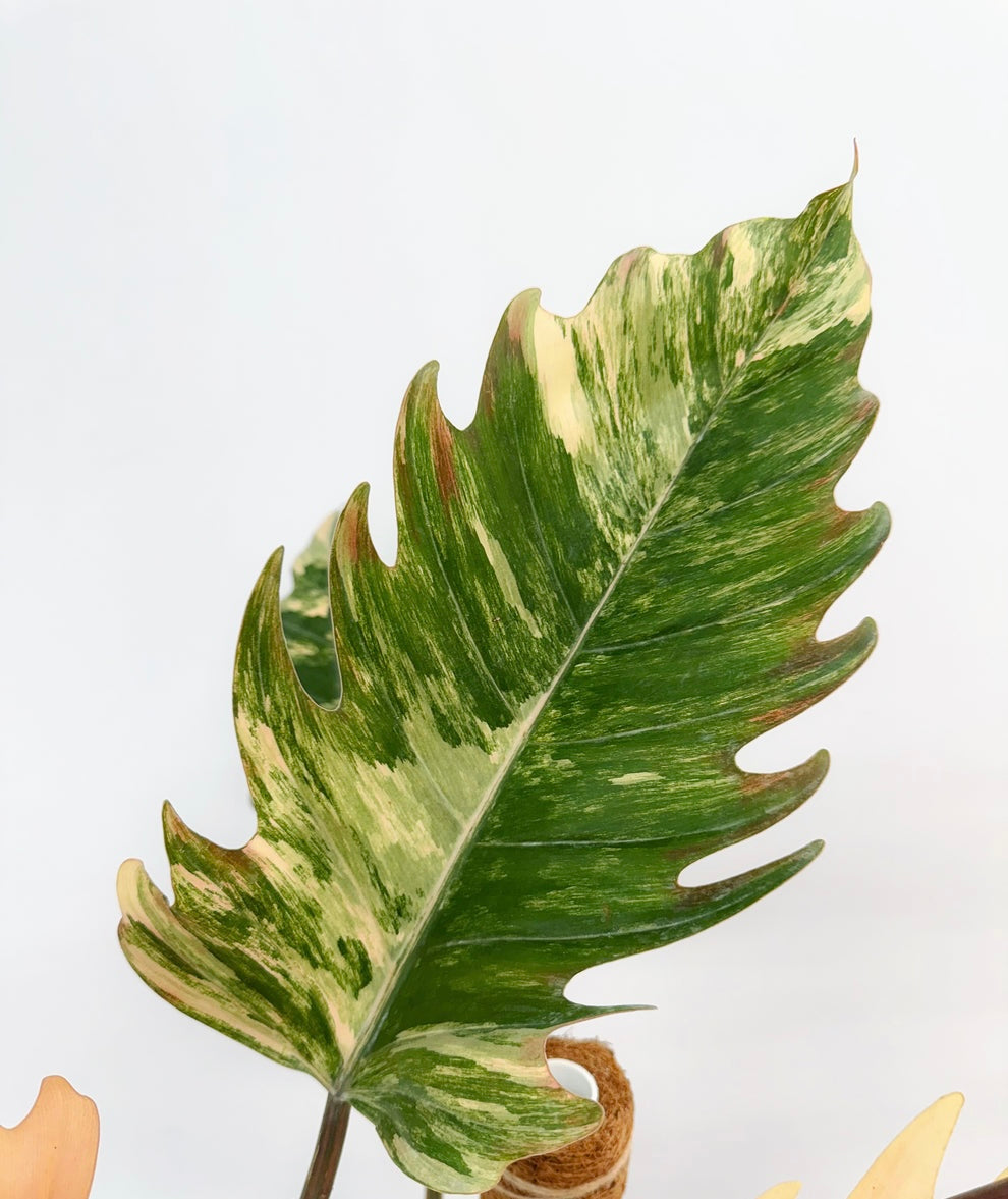Philodendron Caramel Marble Variegado