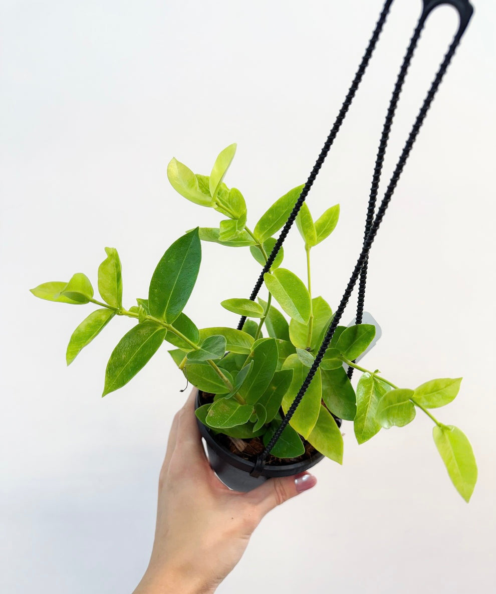 Hoya densiflora “4