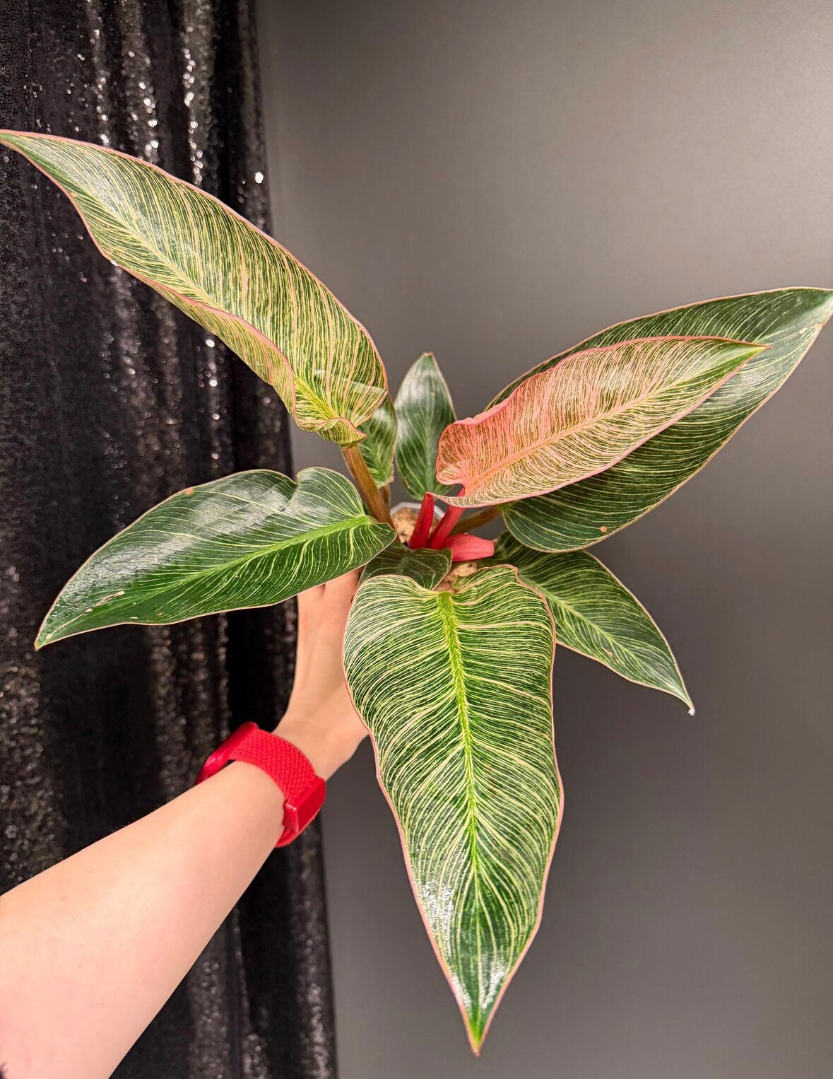 Philodendron Birkins Pink “5