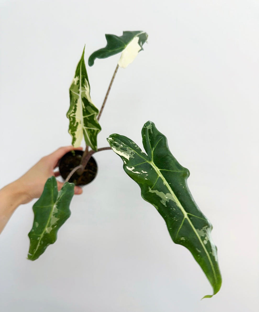 Alocasia Sarian Albo “4