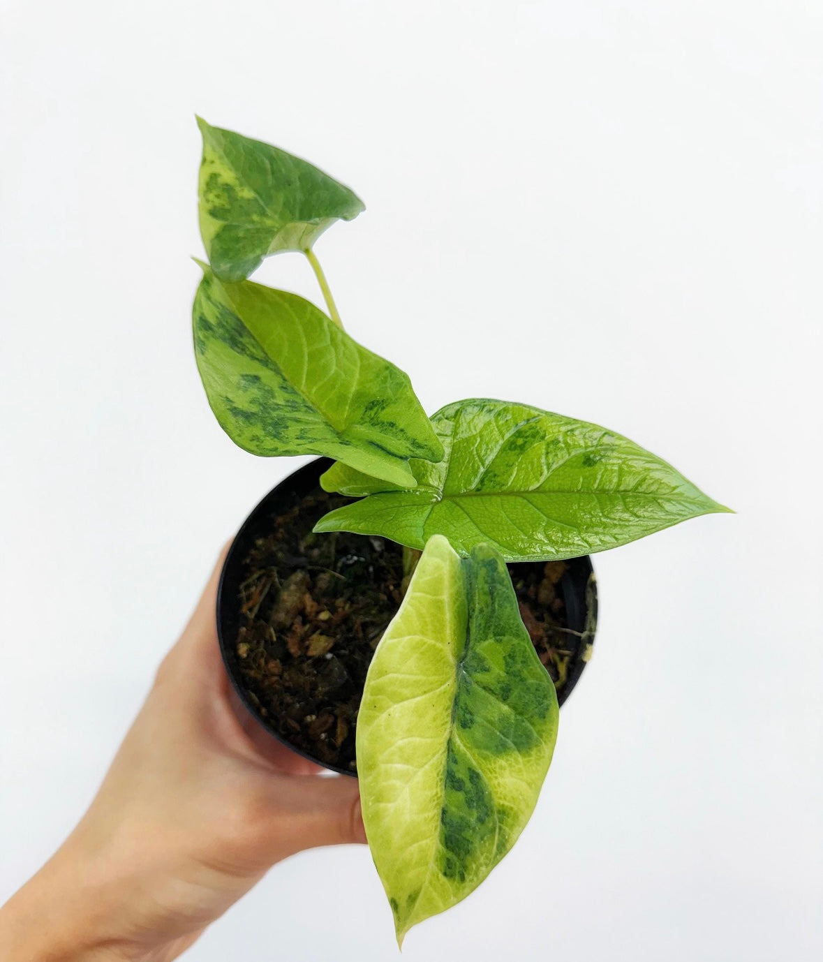Alocasia Scalprum Variegada “4