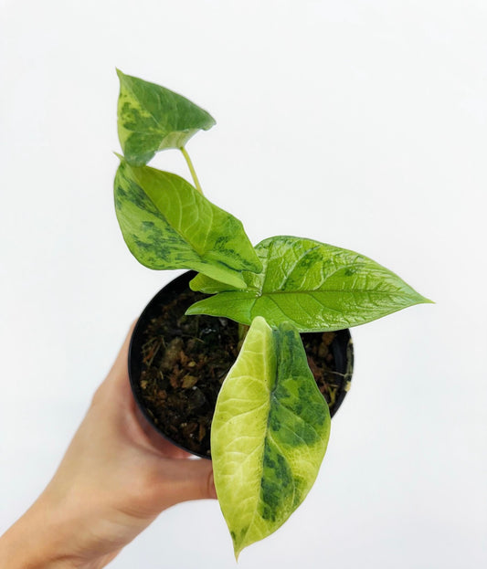 Alocasia Scalprum Variegada “4