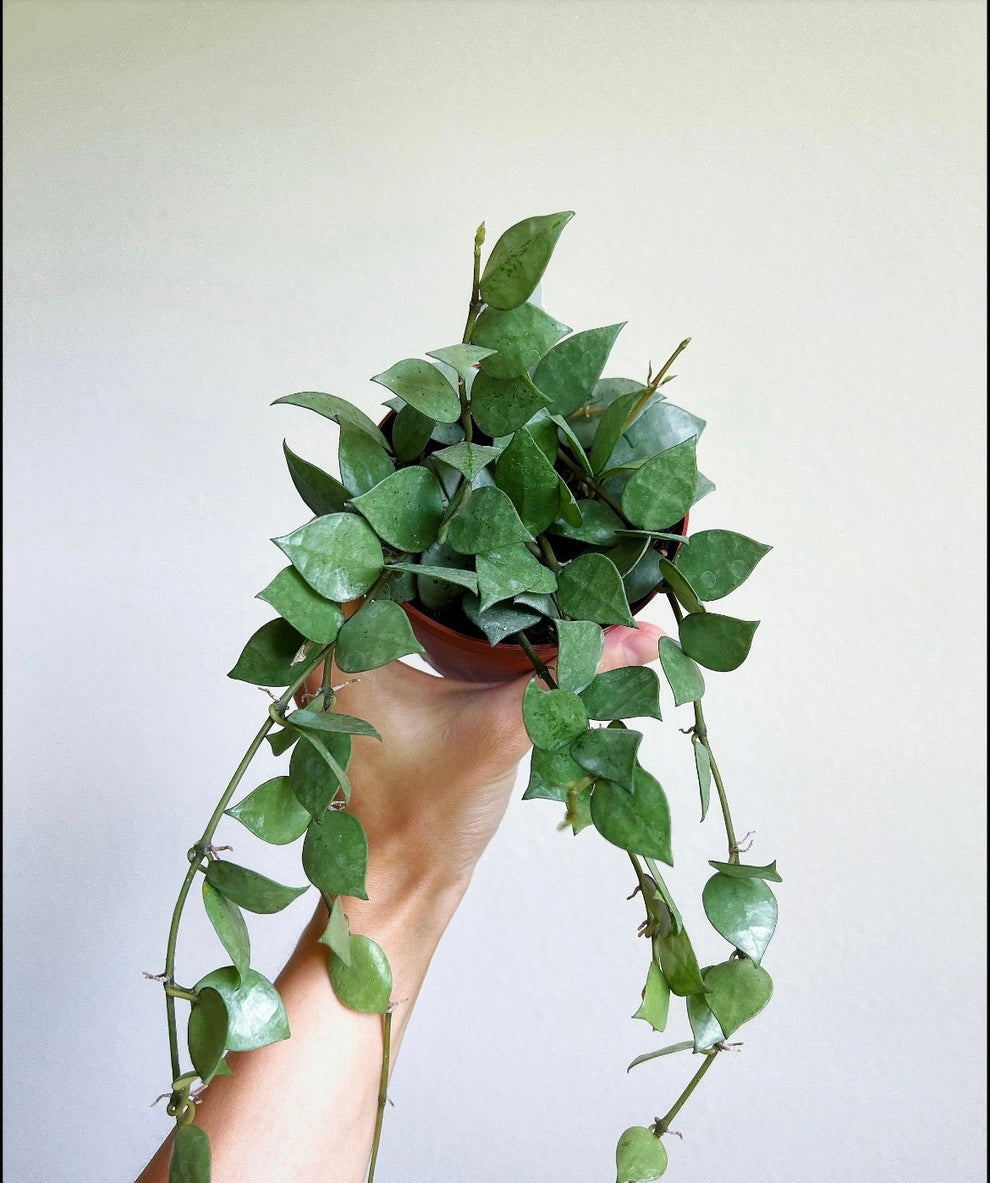 Hoya Khroniana Silver “4