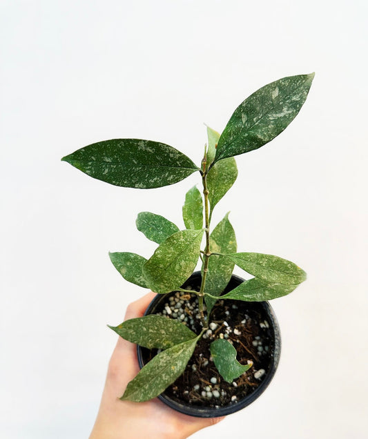 Hoya Multiflora splash “4