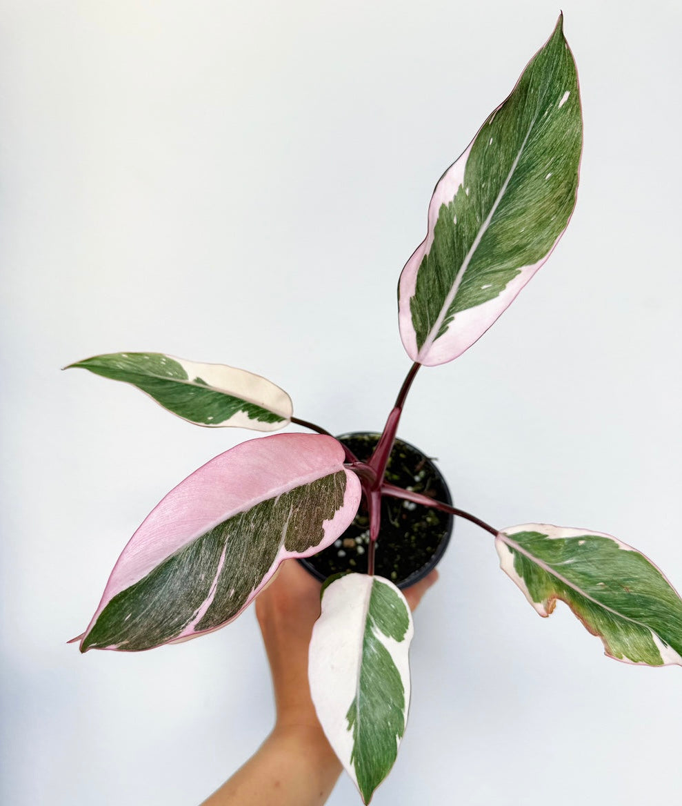 Philodendron Pink Princess Mutation “4
