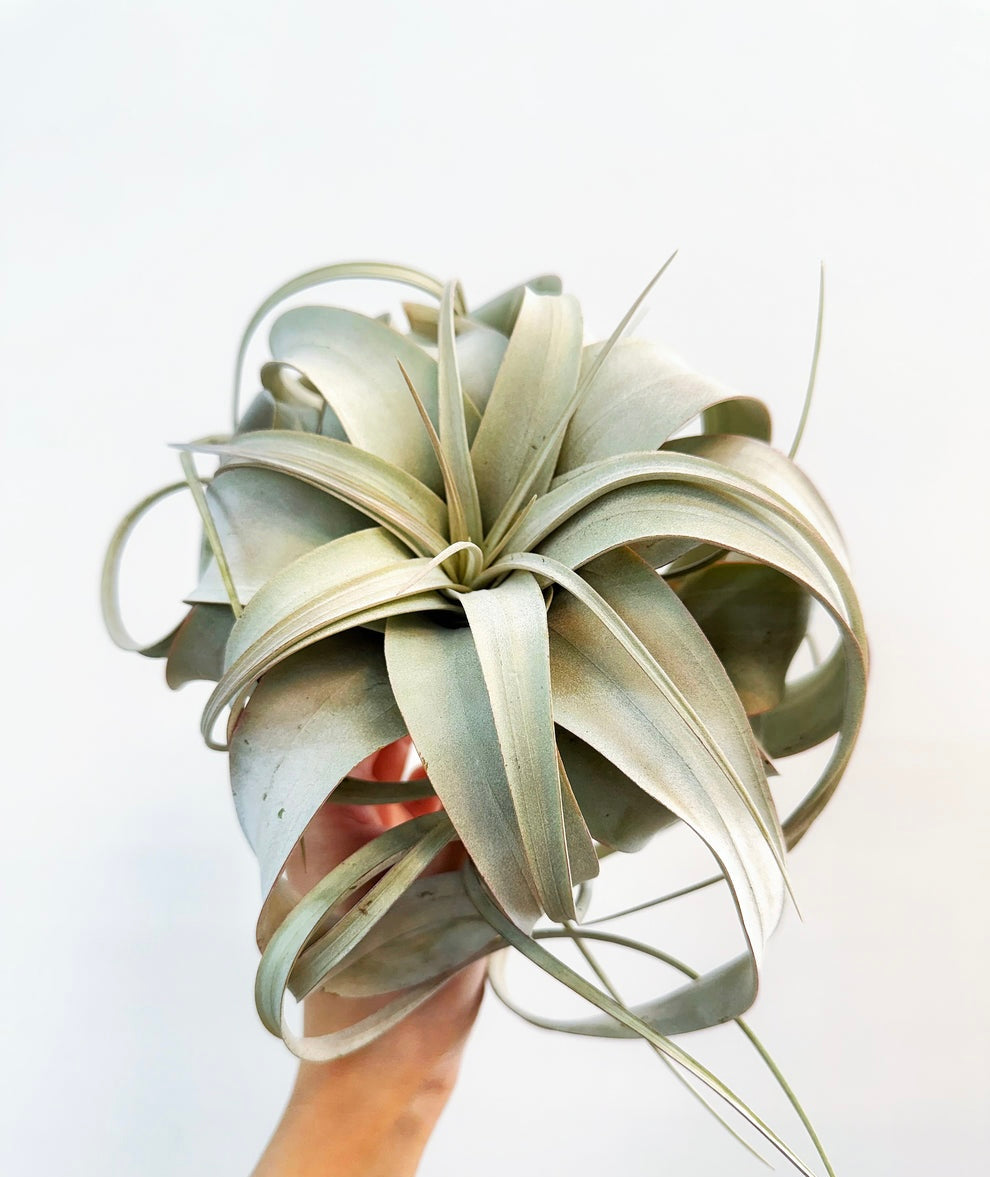 Tillandsia Xerographica