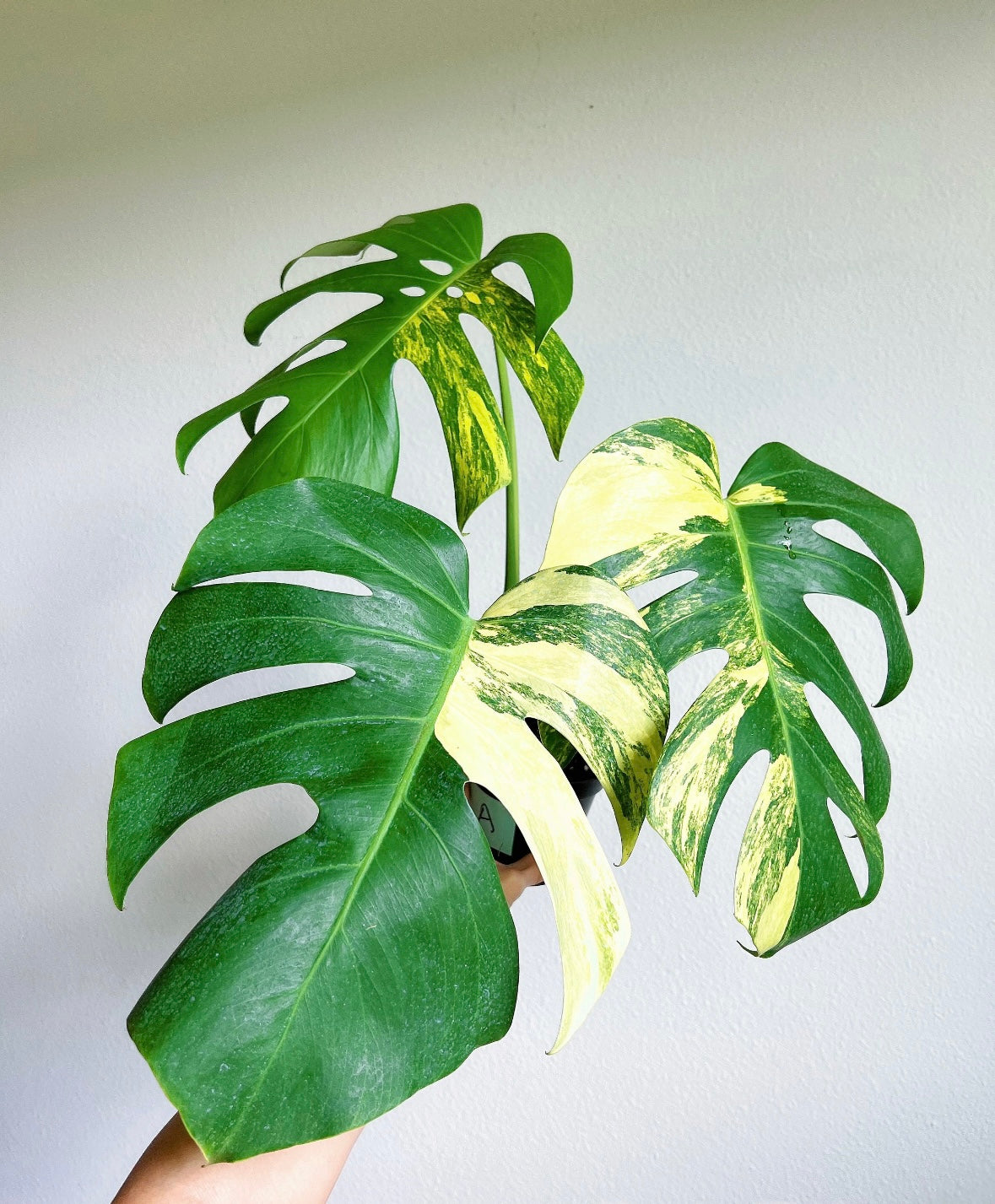 Monstera Deliciosa Aurea "6