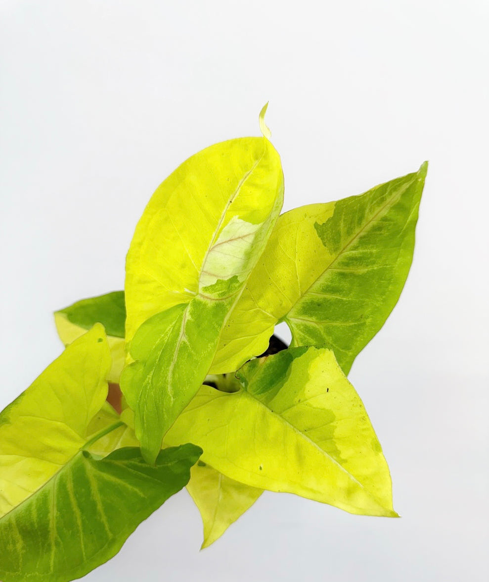 Syngonium Lime Soda “4