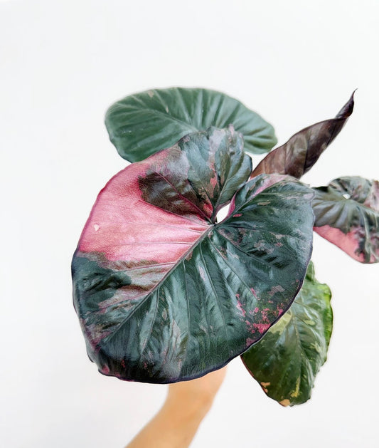 Alocasia Serendipity Pink "4