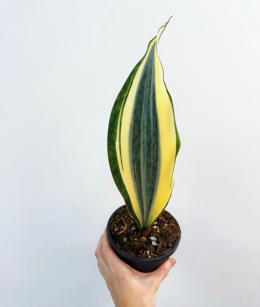 Sansevieria Whale fin Albo “5