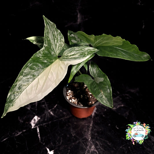 Syngonium Albo Varigada "6