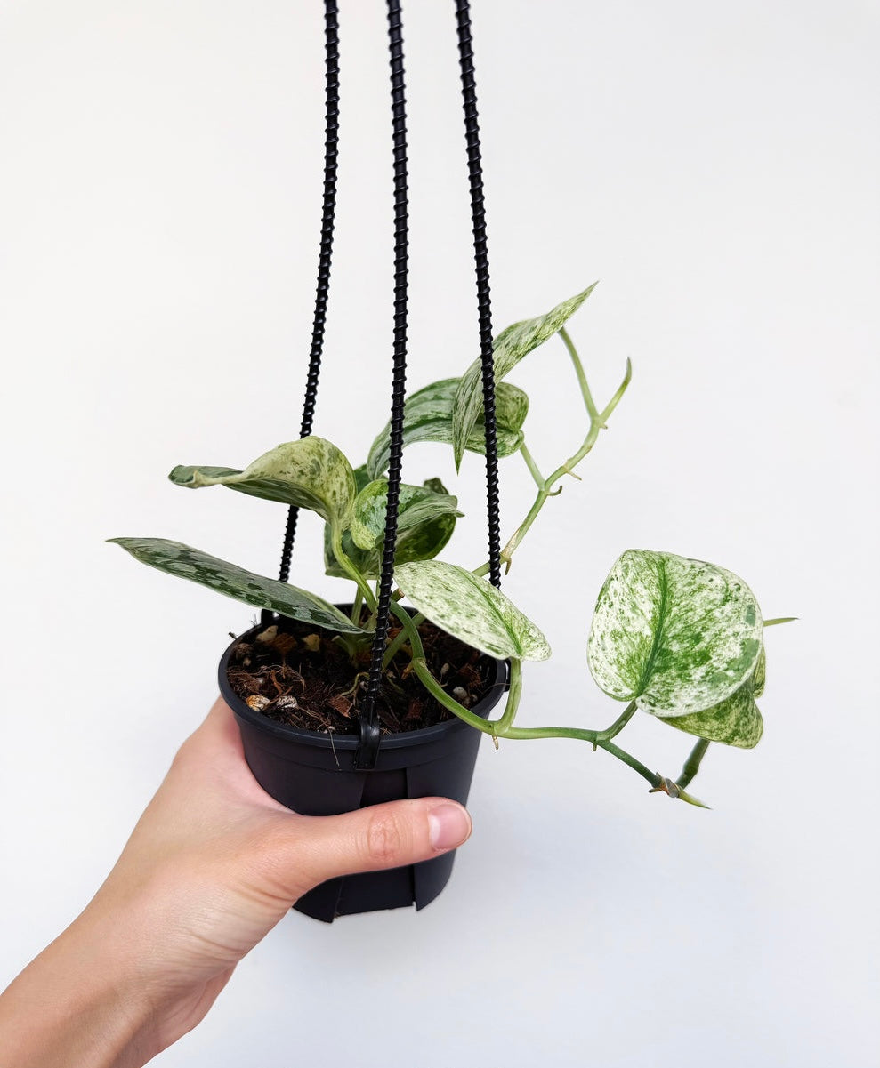 Scindapsus Peasun “4
