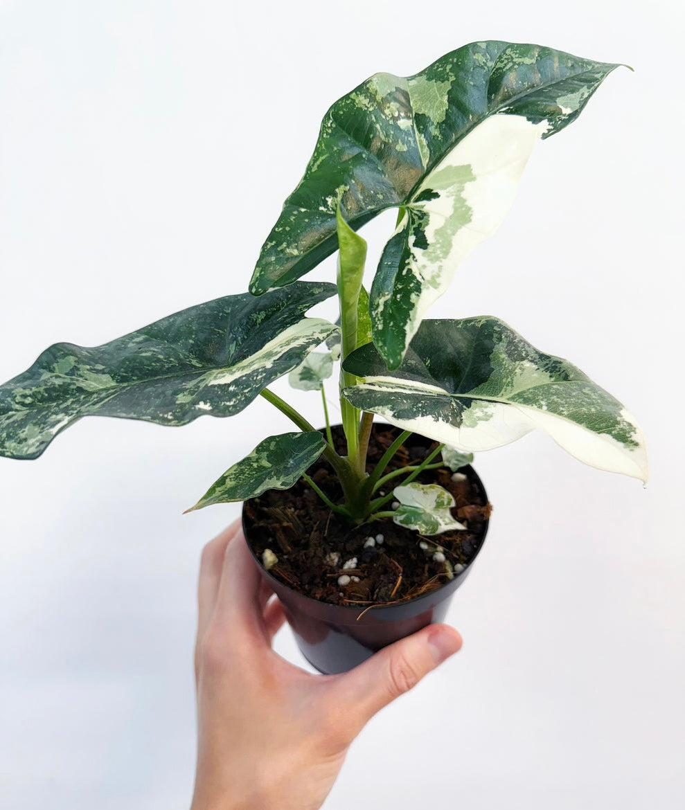 Alocasia Simpo Albo “4