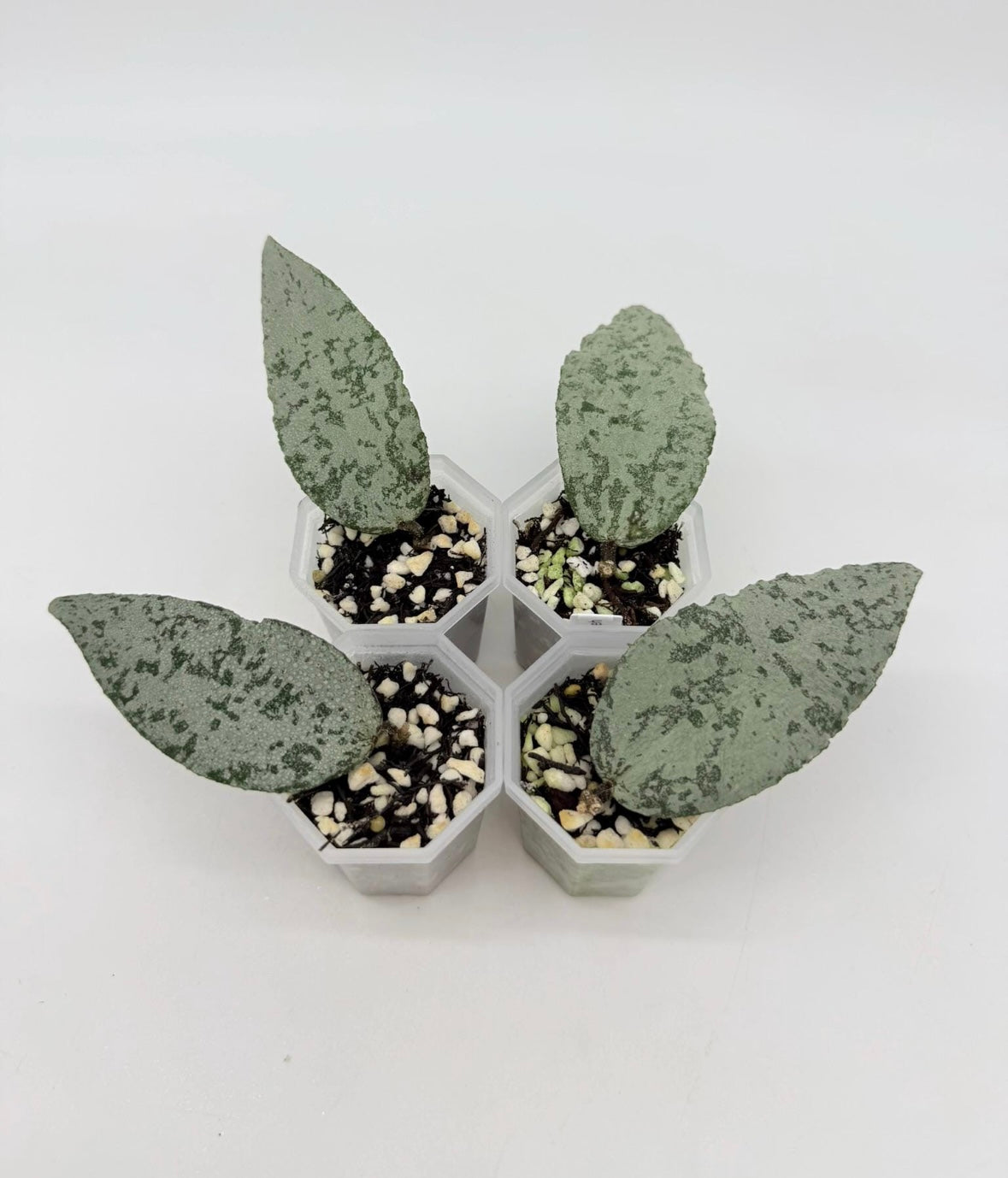 Hoya Caudata “Argene” “3