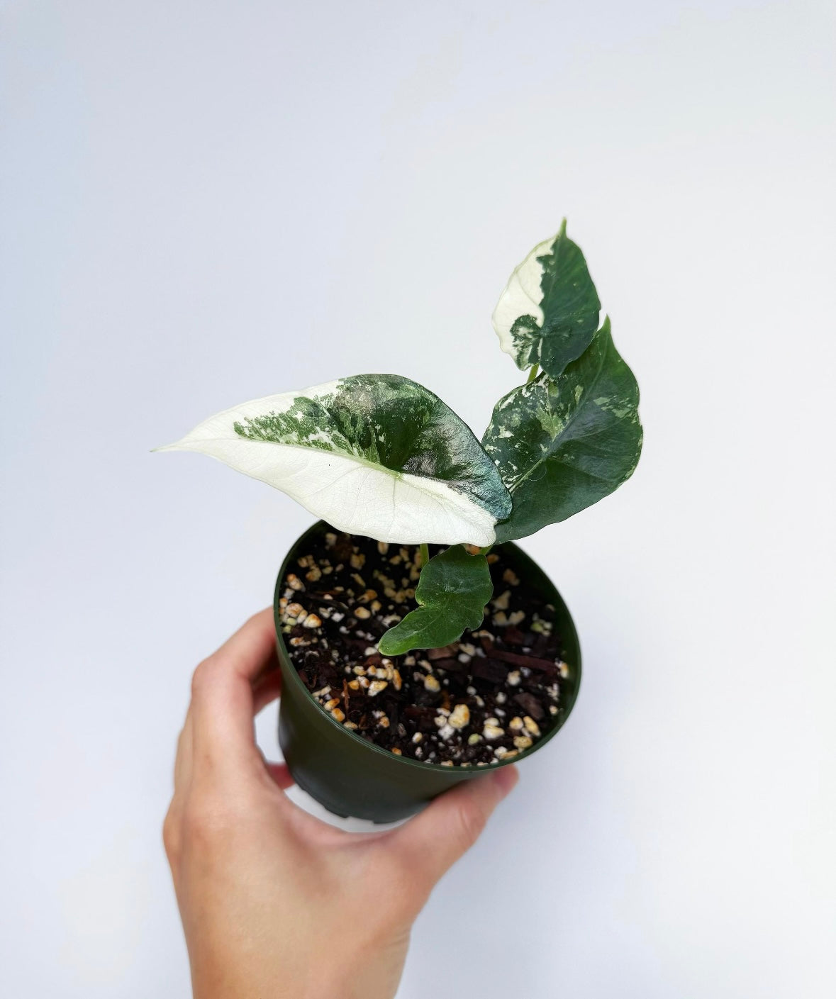 Alocasia Simpo Albo “4
