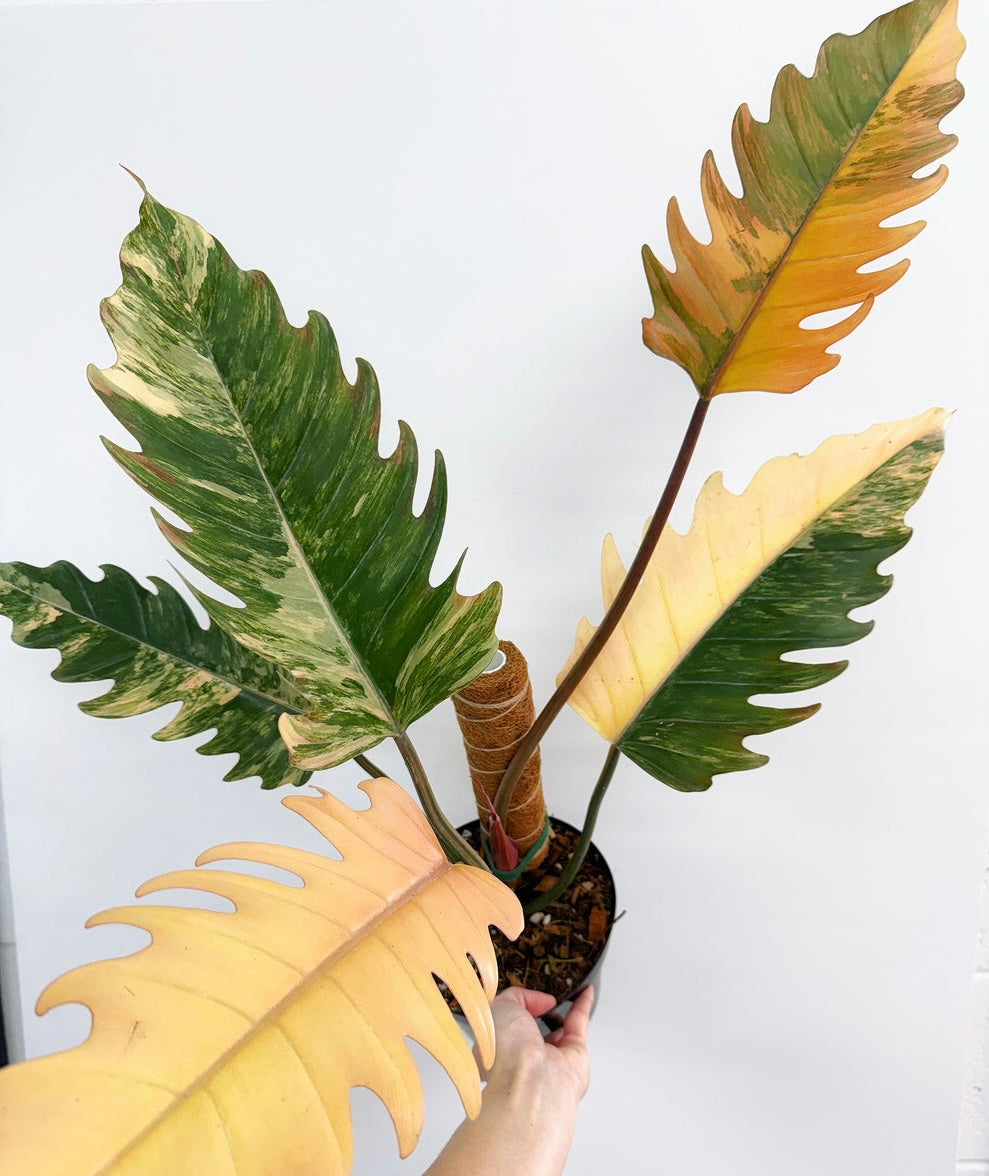 Philodendron Caramel Marble Variegado