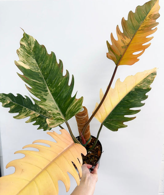 Philodendron Caramel Marble Variegado