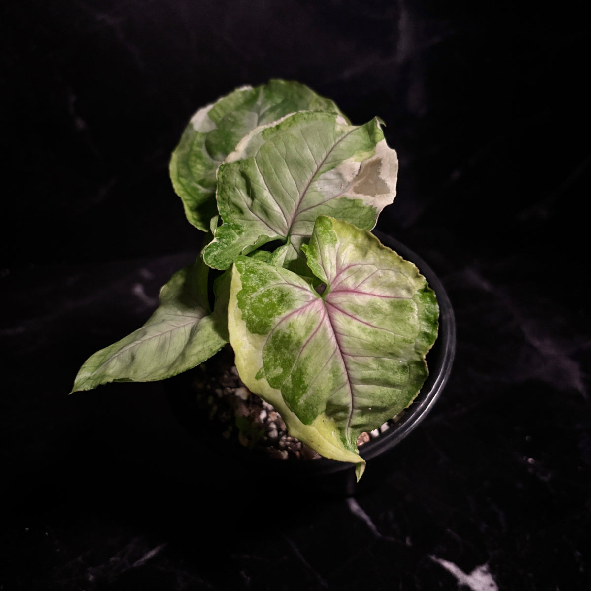 Syngonium Orm thong “5