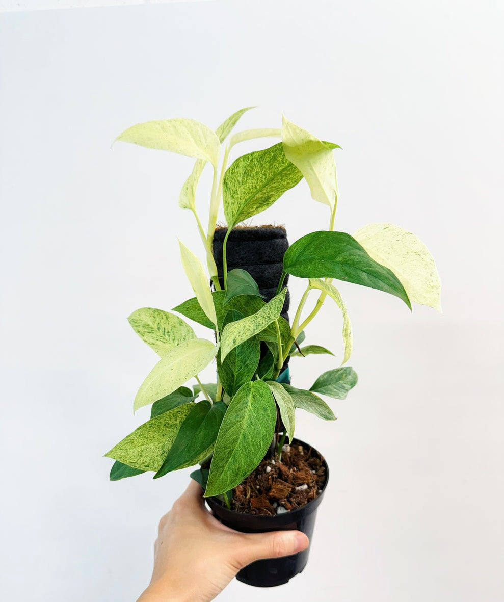 Monstera Laniata Mint "4