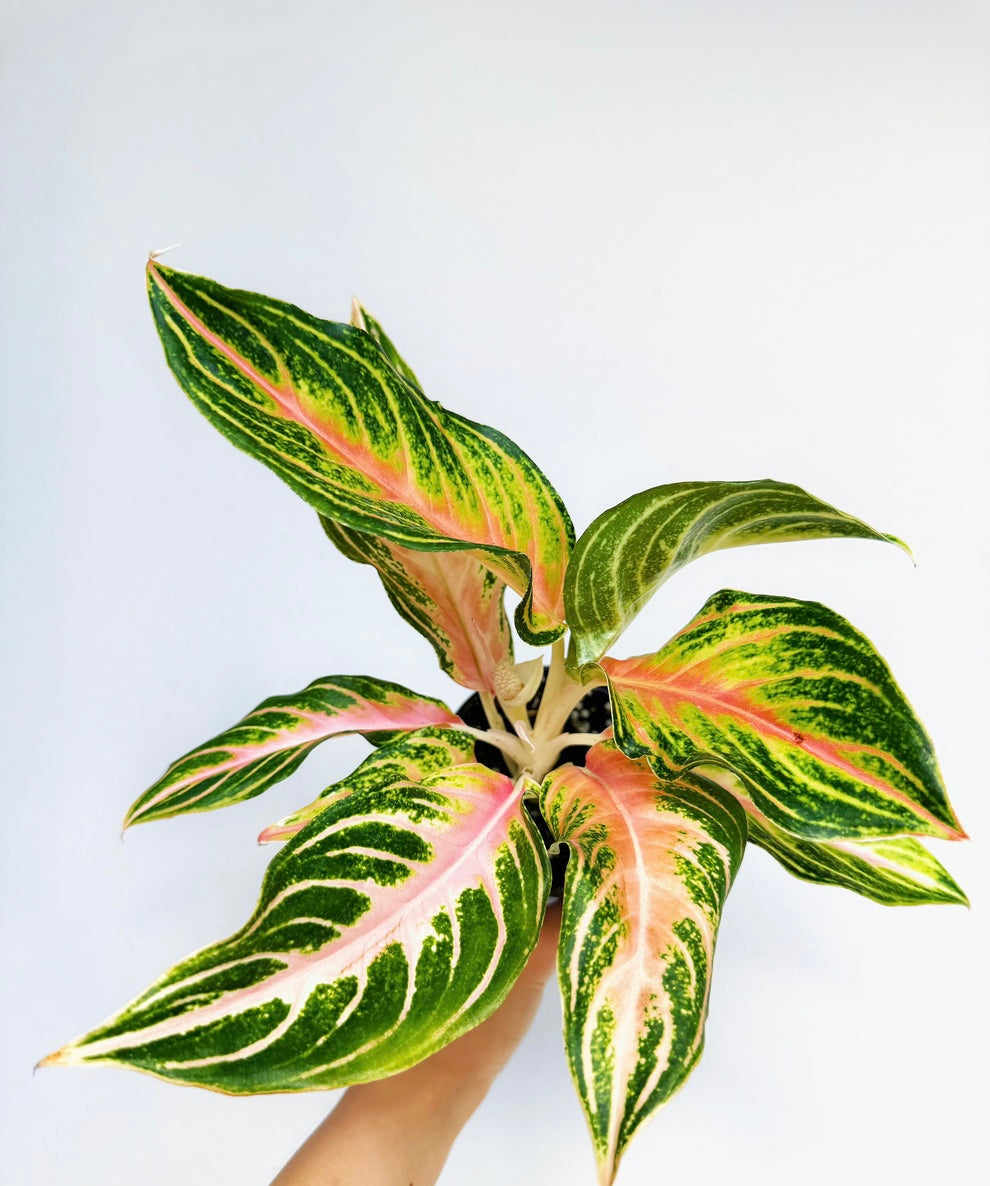 Aglaonema Pink Panama "4