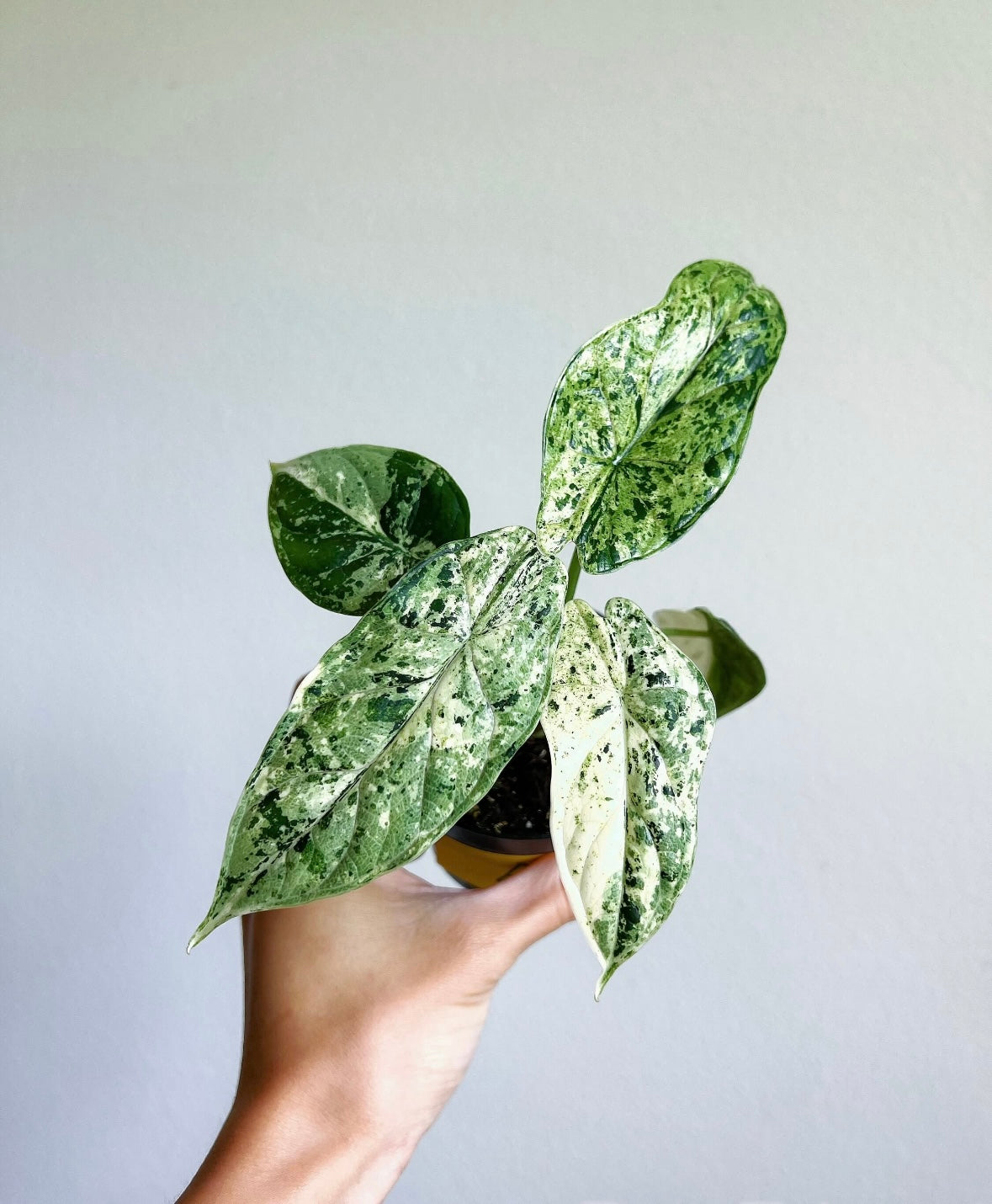 Alocasia Dragon Scale Mint "4