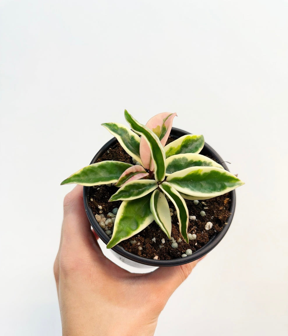 Hoya Krinkle Albo”4