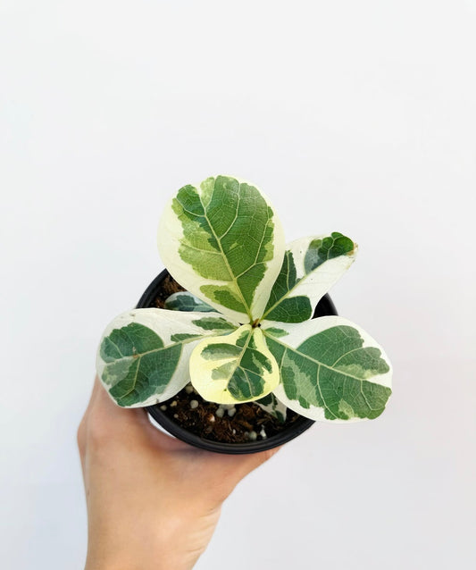 Ficus Lyrata Variegado “4