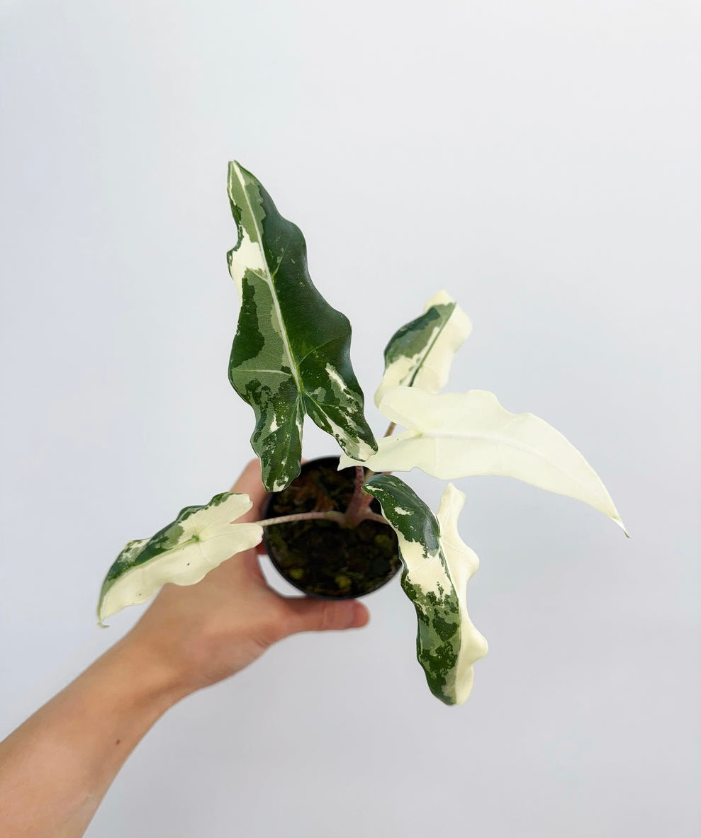Alocasia Sarian Albo “4