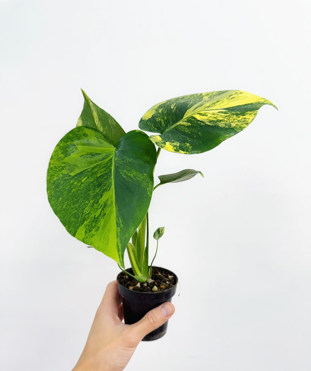 Monstera Yellow Marilyn “4