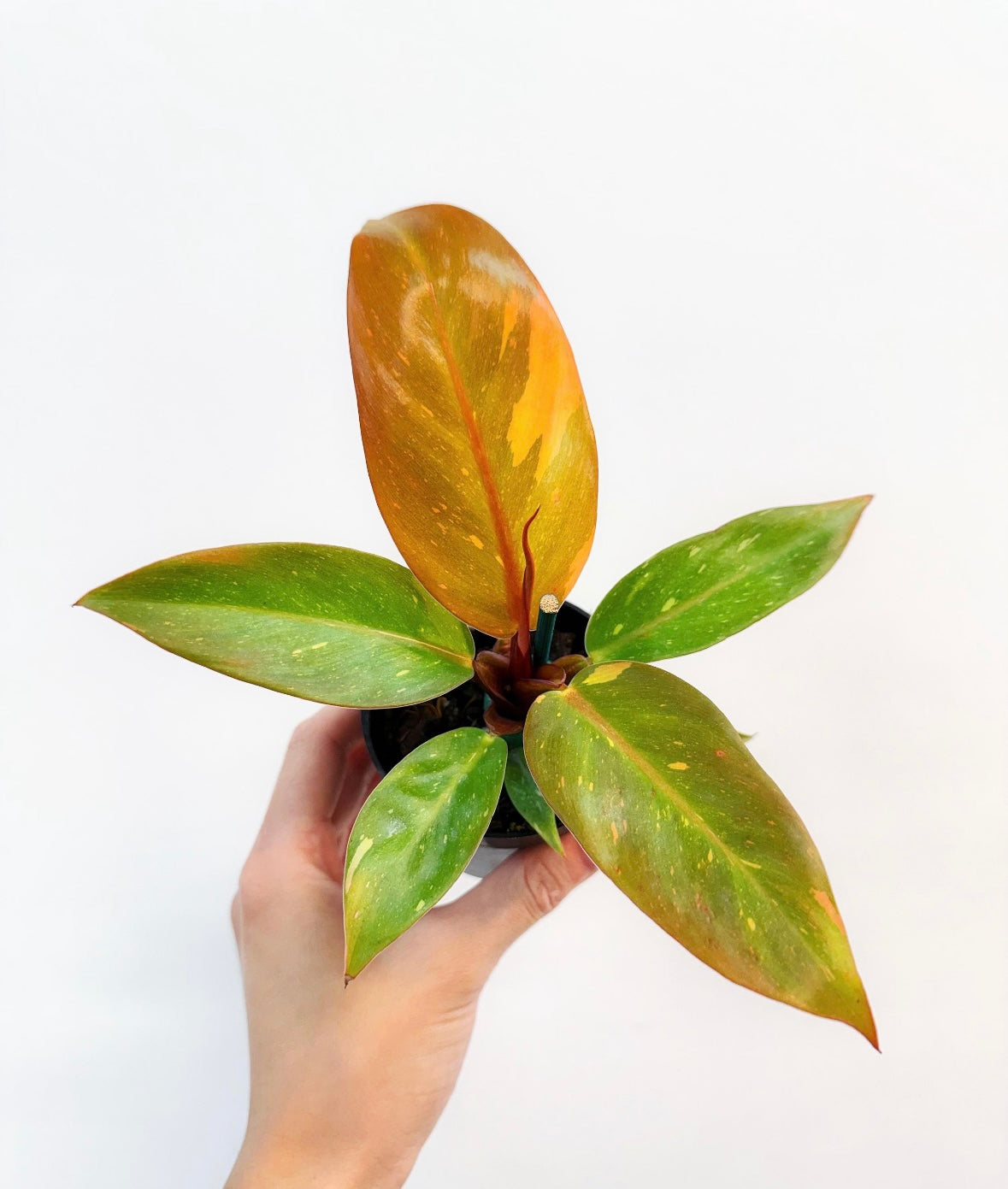 Philodendron Prince of Orange Variegado “4