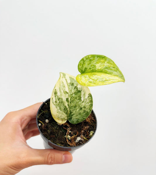 Scindapsus Geulis “3