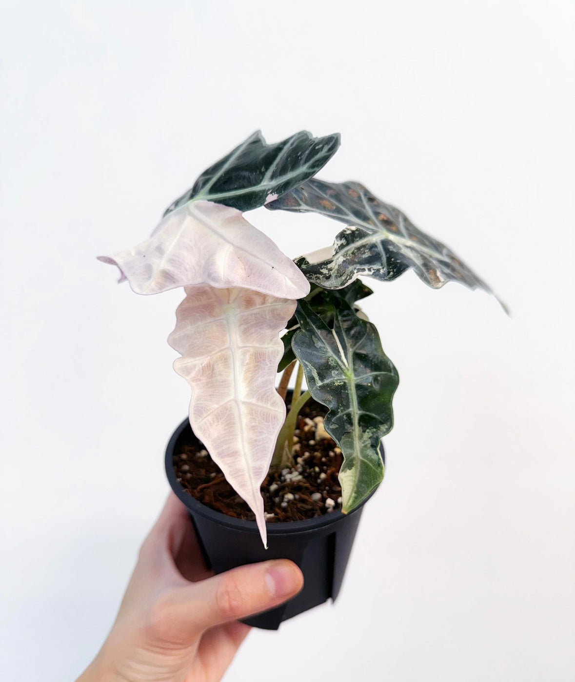 Alocasia Amazónica Albo Pink “4