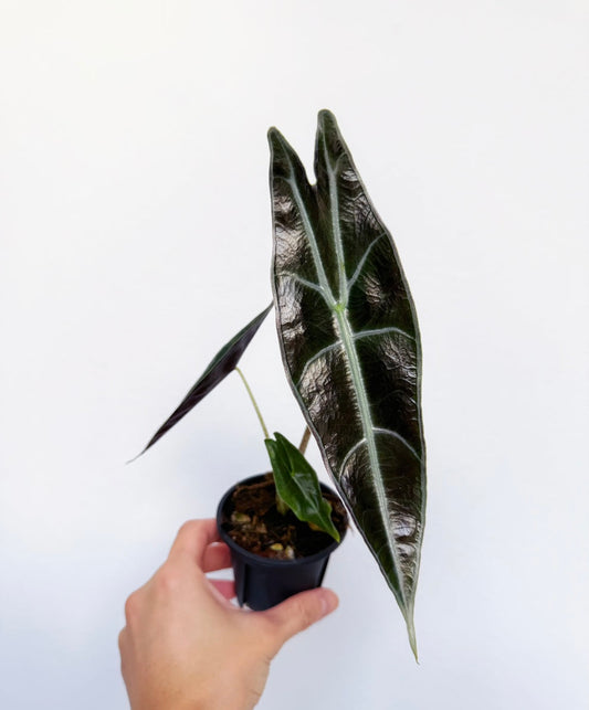 Alocasia Longiloba Purle “4
