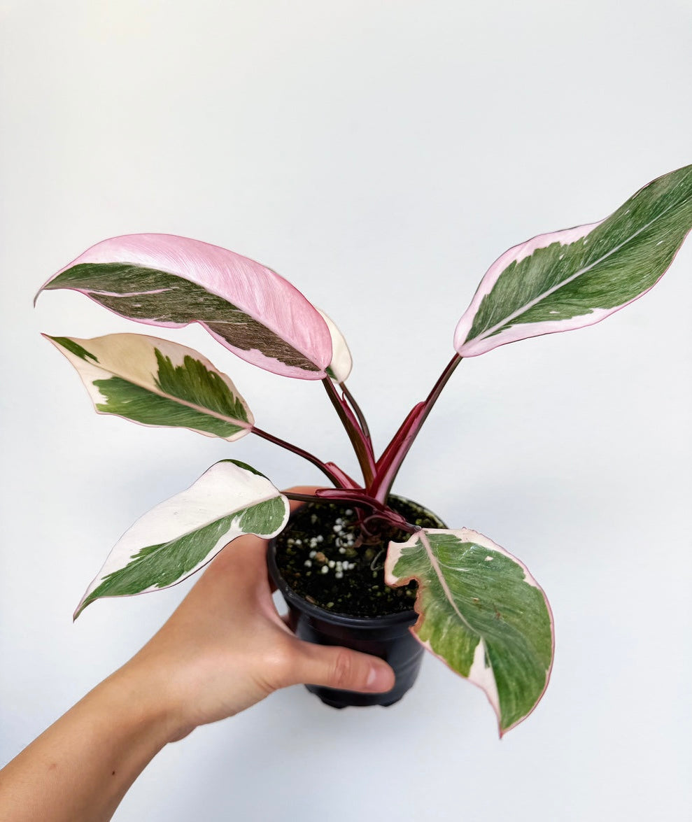 Philodendron Pink Princess Mutation “4