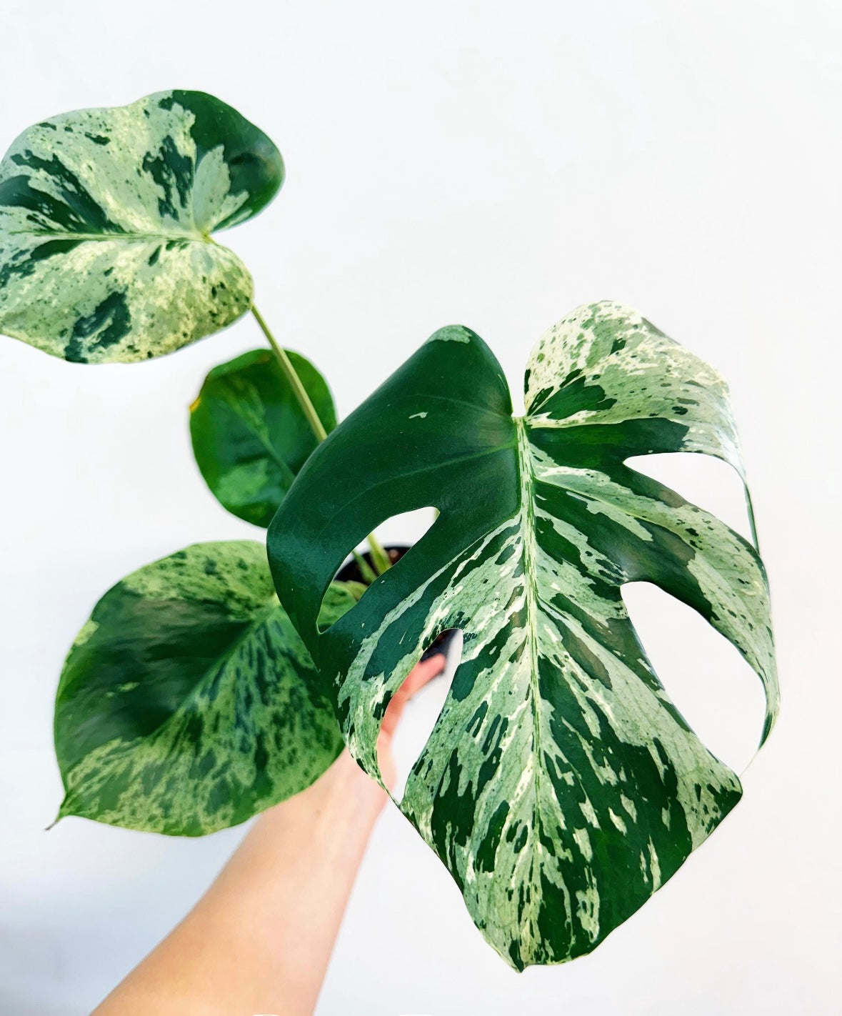 Monstera Vietciosa “5