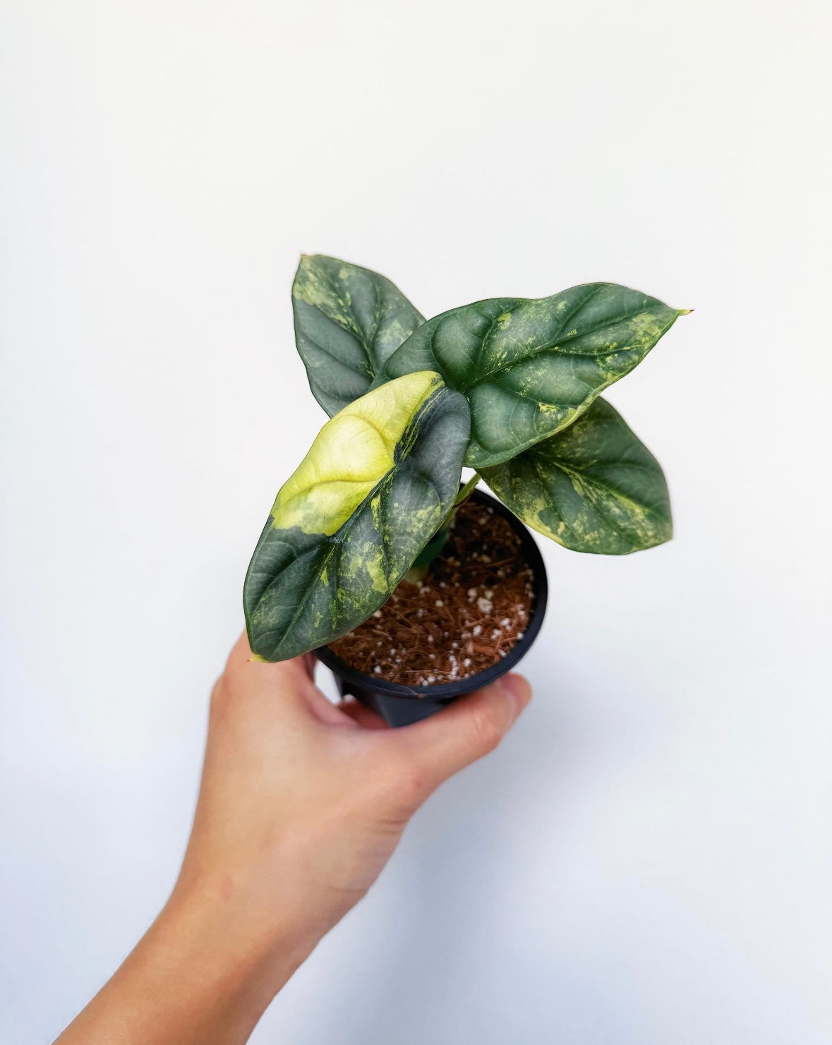 Alocasia Silver Dragon Aurea “4