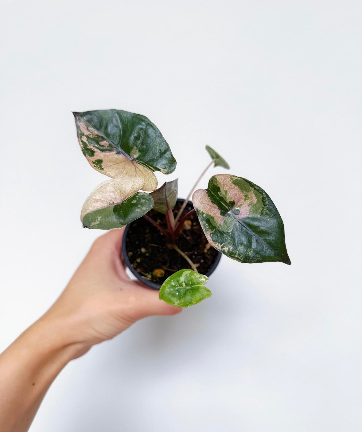 Alocasia Yucatan Princess Variegada "4
