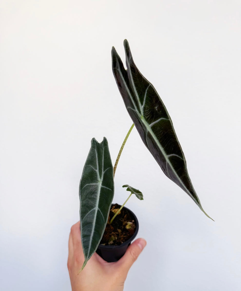 Alocasia Longiloba Purle “4