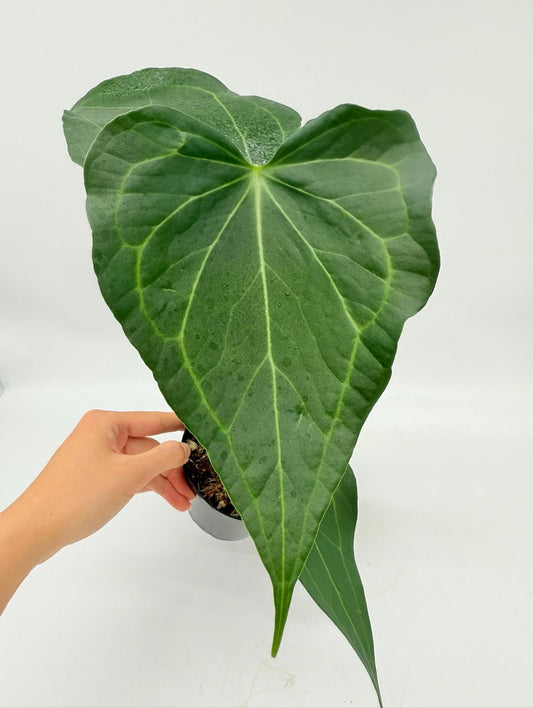 Anthurium Delta Force “5